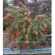 Sauge (Salvia) 'Shell Dancer'