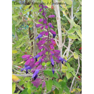 https://www.pepinierefleursdusud.com/710-thickbox_default/sauge-salvia-semiatrata.jpg