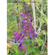 Sauge (Salvia) 'Shell Dancer'