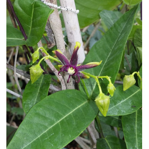 https://www.pepinierefleursdusud.com/732-thickbox_default/tweedia-coerulea-ou-oxypetalum.jpg