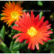 Delosperma cooperi