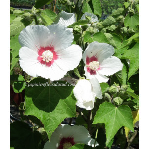 https://www.pepinierefleursdusud.com/736-thickbox_default/hibiscus-mutabilis.jpg