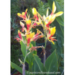 Canna cleopatra