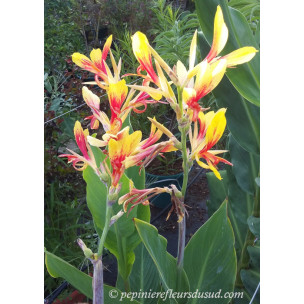 https://www.pepinierefleursdusud.com/742-thickbox_default/canna-cleopatra.jpg