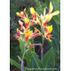 Canna cleopatra