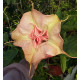 Brugmansia 'Bubble Gum ' 