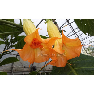 https://www.pepinierefleursdusud.com/756-thickbox_default/brugmansia-langenbuscher-garten.jpg