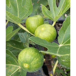 https://www.pepinierefleursdusud.com/770-thickbox_default/feijoa-sellowana.jpg