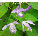 Bletilla striata