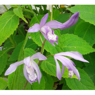 https://www.pepinierefleursdusud.com/781-thickbox_default/bletilla-striata.jpg