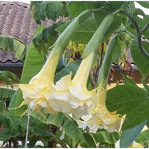https://www.pepinierefleursdusud.com/786-thickbox_default/brugmansia-langenbuscher-garten.jpg