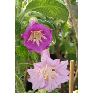 https://www.pepinierefleursdusud.com/788-thickbox_default/acnistus-australis.jpg