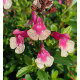 Sauge (Salvia) microphylla Royal Bumble