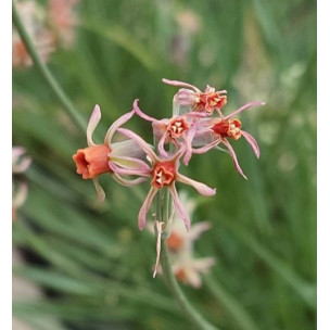 https://www.pepinierefleursdusud.com/806-thickbox_default/tulbaghia-violacea.jpg