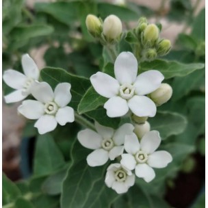 https://www.pepinierefleursdusud.com/810-thickbox_default/tweedia-coerulea-ou-oxypetalum.jpg