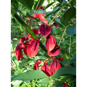 https://www.pepinierefleursdusud.com/817-thickbox_default/erythrine-crista-gallicrete-de-coq-arbre-corail.jpg